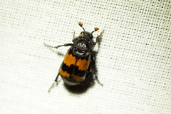 Nicrophorus