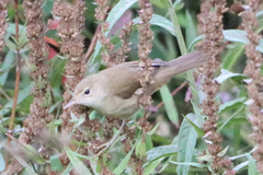 Acrocephalus palustris
