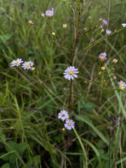 Symphyotrichum oolentangiense
