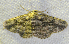 Anavitrinella pampinaria
