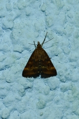 Pyrausta