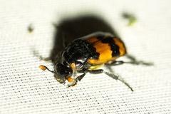 Nicrophorus