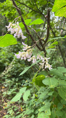 Amphicarpaea bracteata