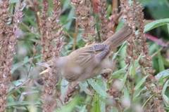Acrocephalus palustris