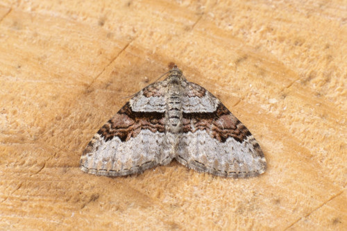 Flame Carpet