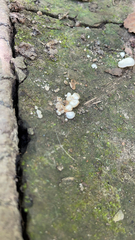 Ductifera pululahuana