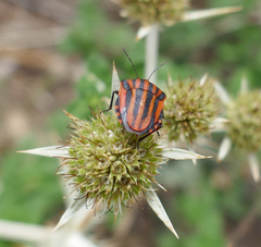 Graphosoma semipunctatum
