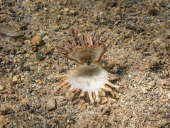 Spondylus gaederopus