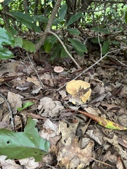 Lactifluus hygrophoroides