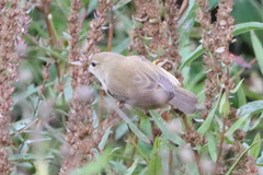 Acrocephalus palustris