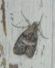 Pococera