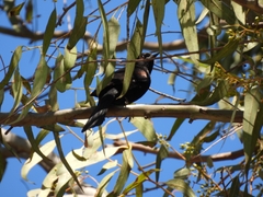 Icterus pyrrhopterus