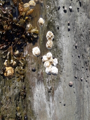 Semibalanus balanoides