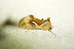 Macdunnoughia confusa