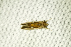Macdunnoughia confusa