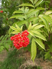 Sambucus racemosa