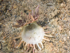 Spondylus gaederopus