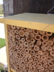 Euodynerus pratensis