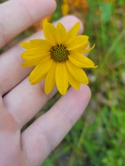 Helianthus occidentalis