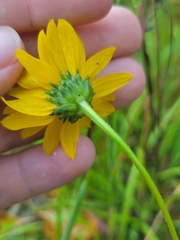 Helianthus occidentalis