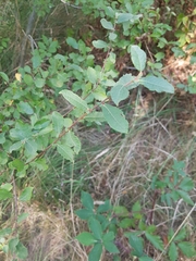 Salix aurita
