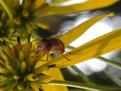 Copestylum sexmaculatum