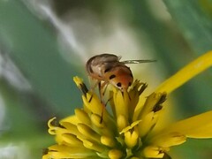 Copestylum sexmaculatum