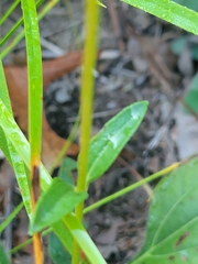 Helianthus occidentalis