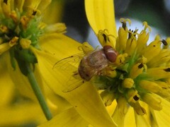 Copestylum sexmaculatum