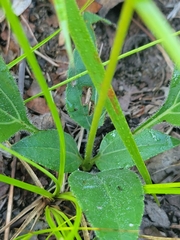 Helianthus occidentalis
