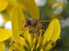 Copestylum sexmaculatum