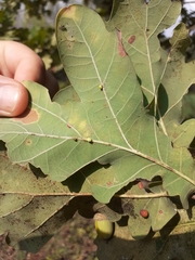 Neuroterus anthracinus