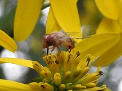 Copestylum sexmaculatum