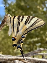 Iphiclides feisthamelii