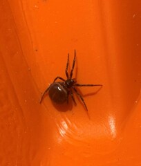 Steatoda borealis