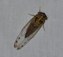 Diceroprocta delicata