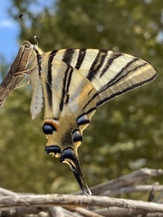 Iphiclides feisthamelii