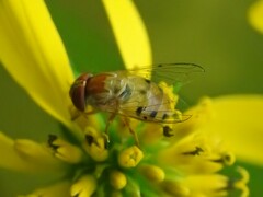 Copestylum sexmaculatum