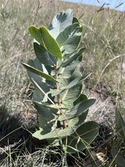 Asclepias latifolia