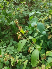 Lysimachia vulgaris