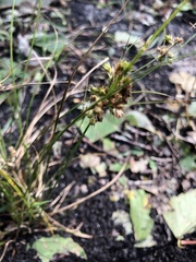 Juncus tenuis