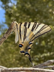 Iphiclides feisthamelii