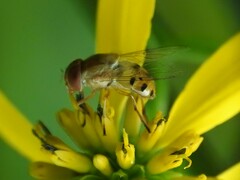 Copestylum sexmaculatum