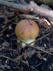 Cortinarius caperatus