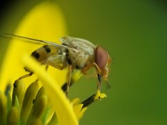 Copestylum sexmaculatum