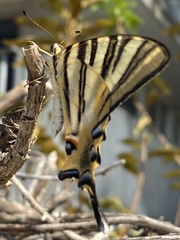 Iphiclides feisthamelii