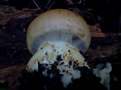 Cortinarius caperatus