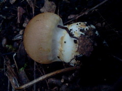 Cortinarius caperatus