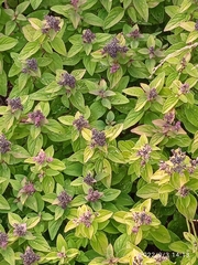 Origanum vulgare