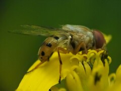 Copestylum sexmaculatum